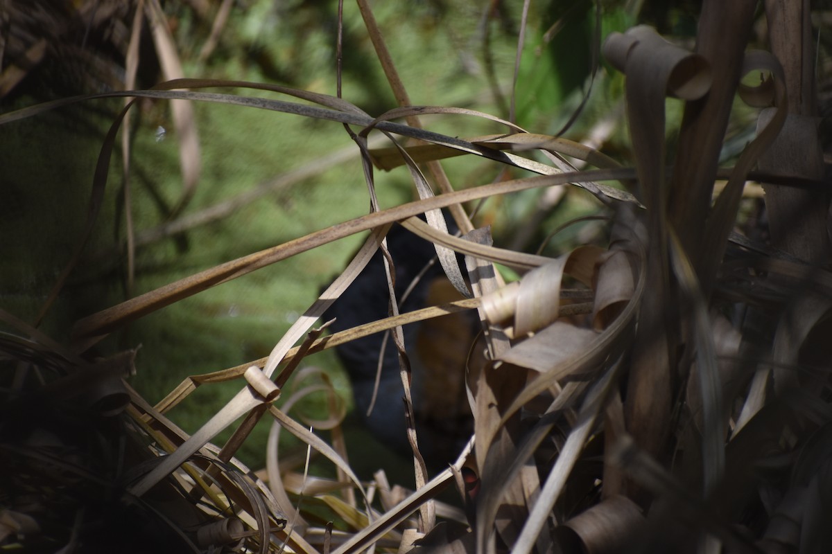 Kurşuni Sukılavuzu - ML644727981