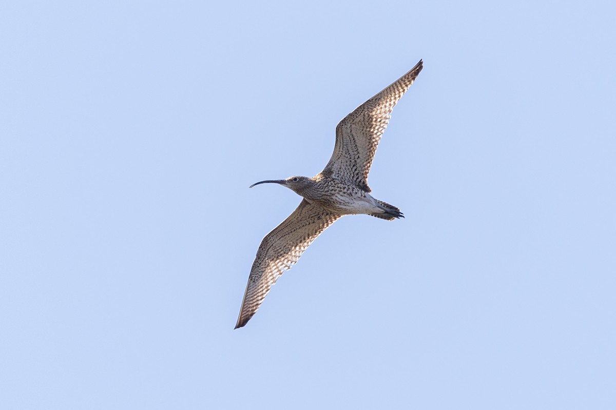 חרמשון גדול - ML644727986