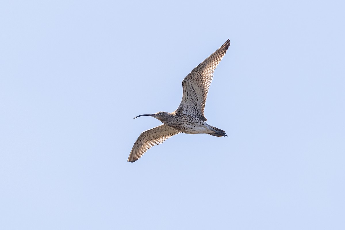 חרמשון גדול - ML644727987