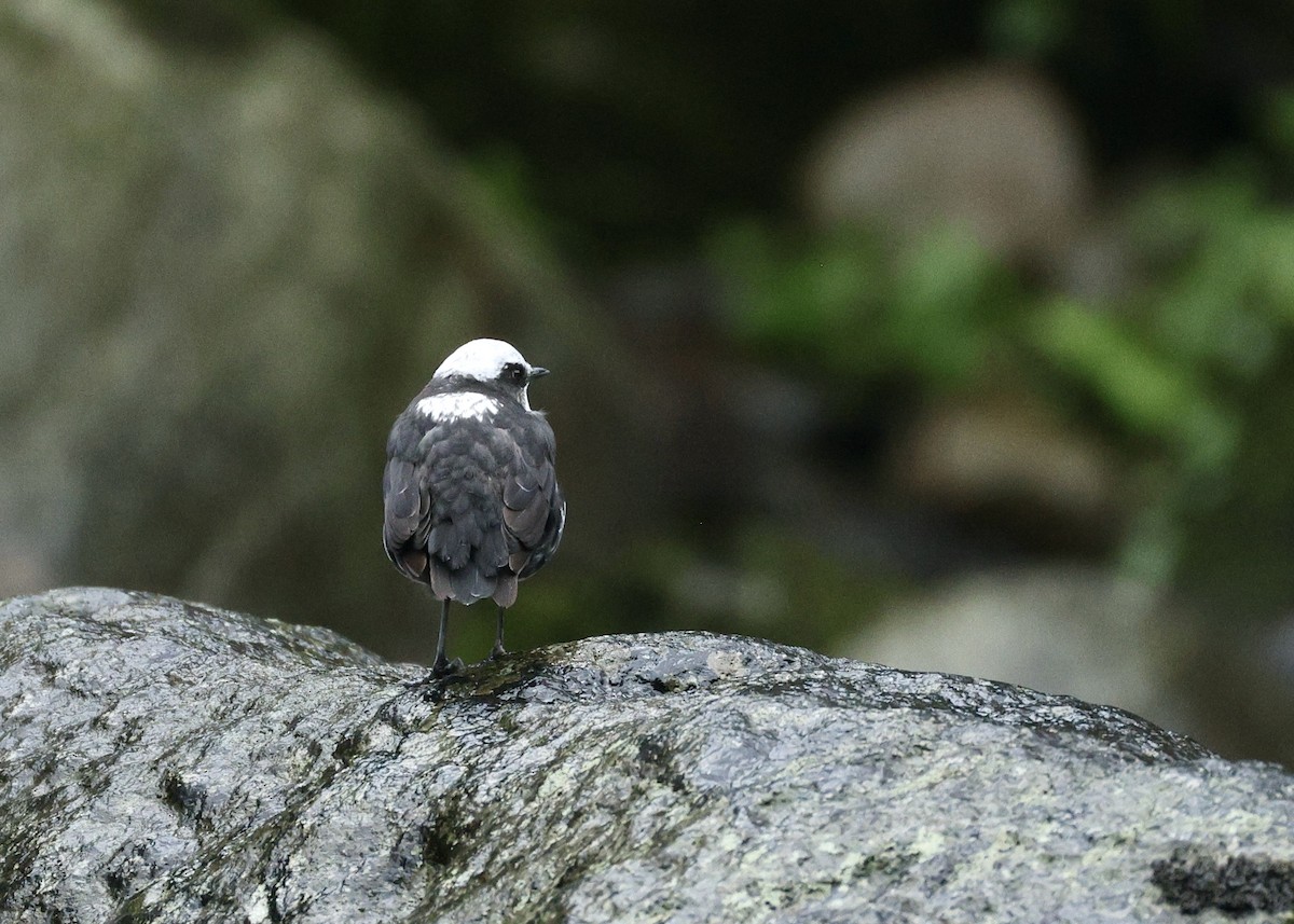 シロガシラカワガラス - ML644727988