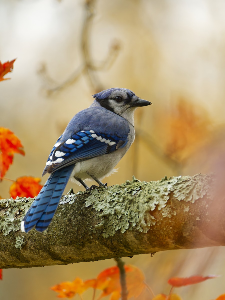 Blue Jay - ML644727998