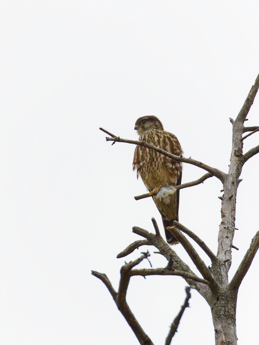 Дербник - ML644728000