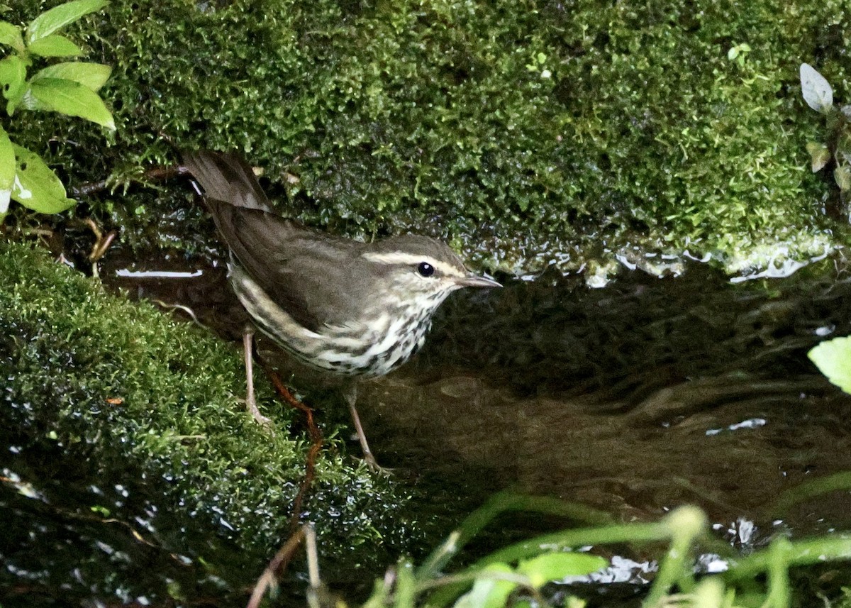 キタミズツグミ - ML644728001