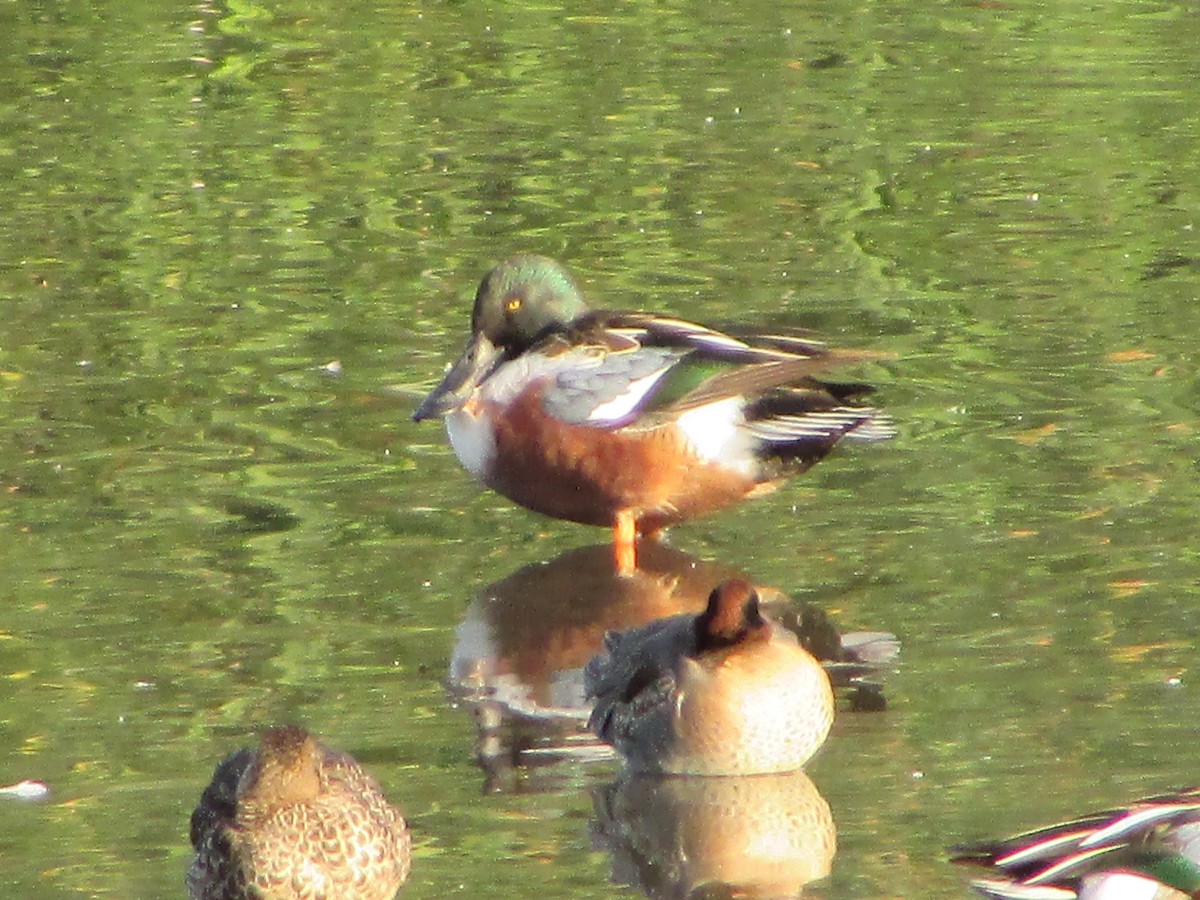 Mestolone - ML644728006