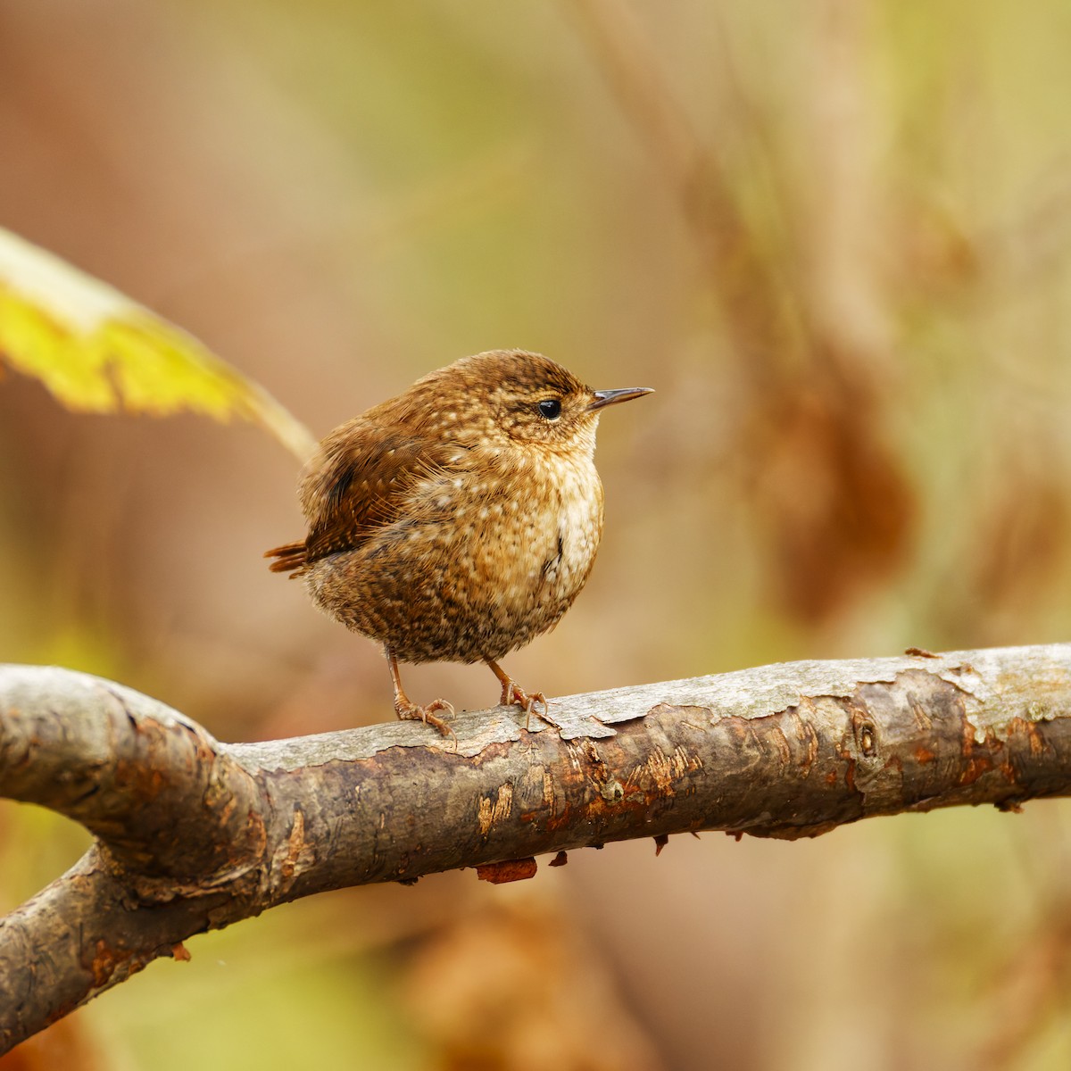 フユミソサザイ - ML644728010