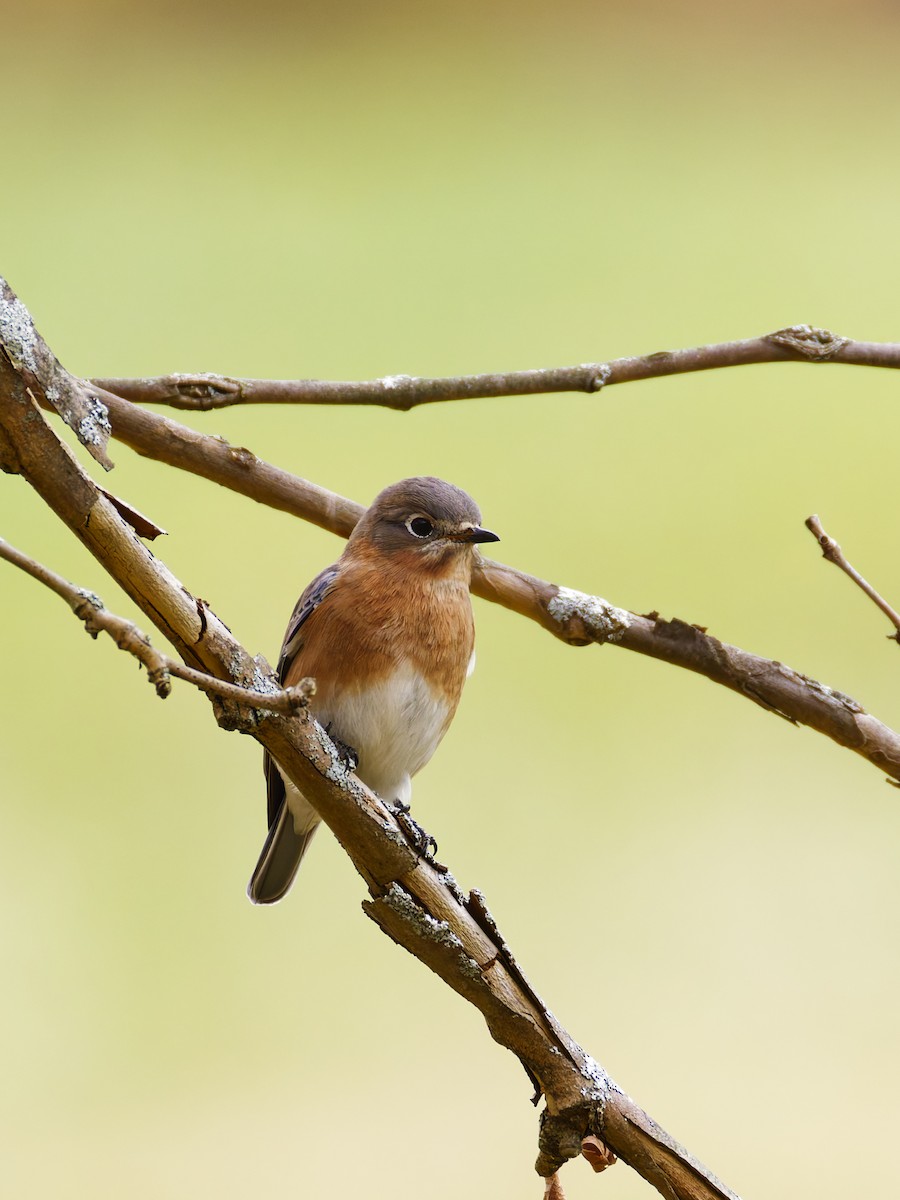 Восточная сиалия - ML644728011