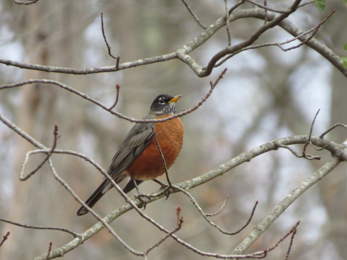 American Robin - ML644728013