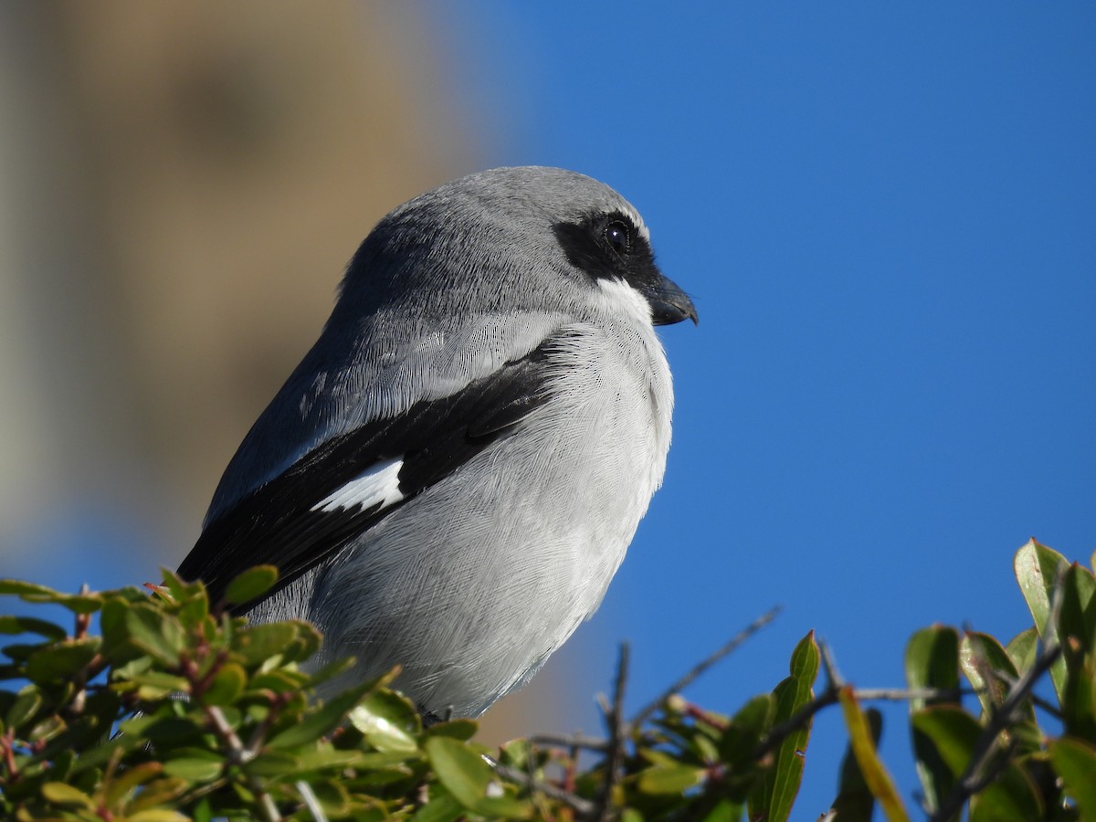 Loggerhead Shrike - ML644728026