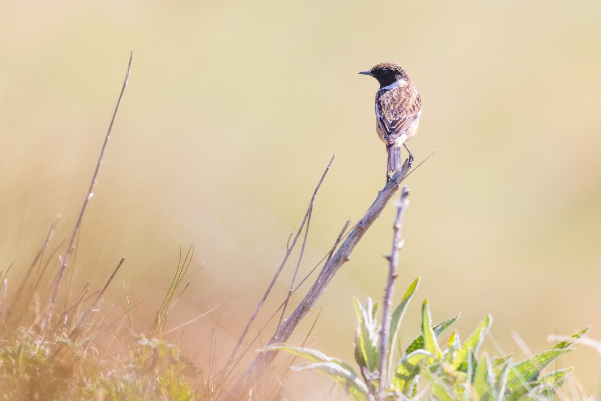 Taşkuşu - ML644728033