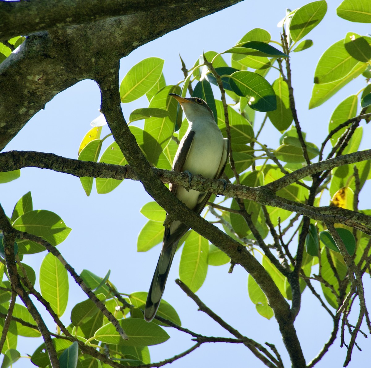 Yellow-billed Cuckoo - ML644728034