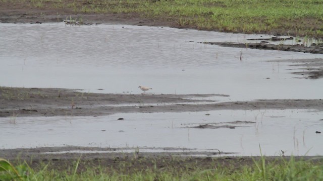 Piping Plover - ML644728038