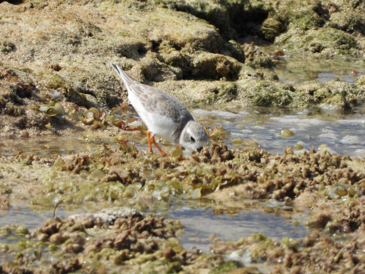 pipelo - ML644728040