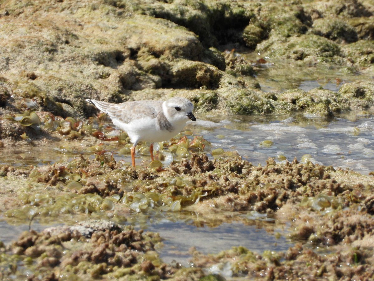 pipelo - ML644728041