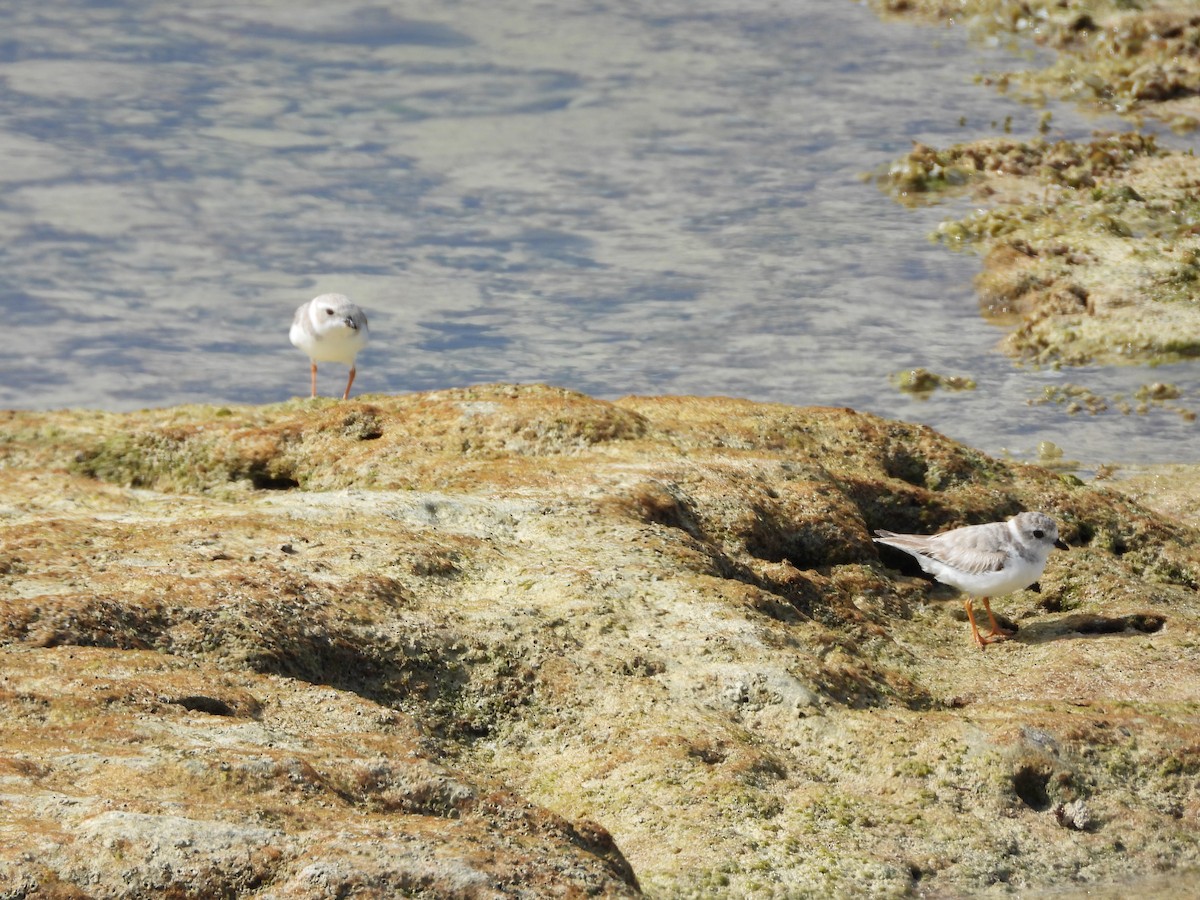 pipelo - ML644728042