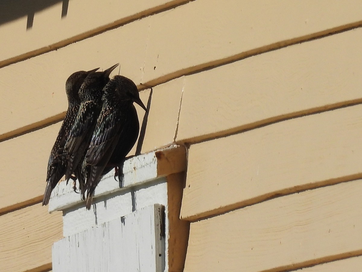 špaček obecný - ML644728047