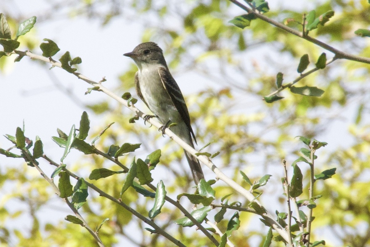 Hellbauch-Schnäppertyrann - ML644728063