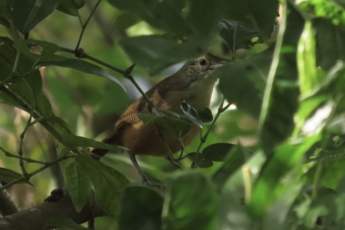 okerbrystsmett - ML644728064