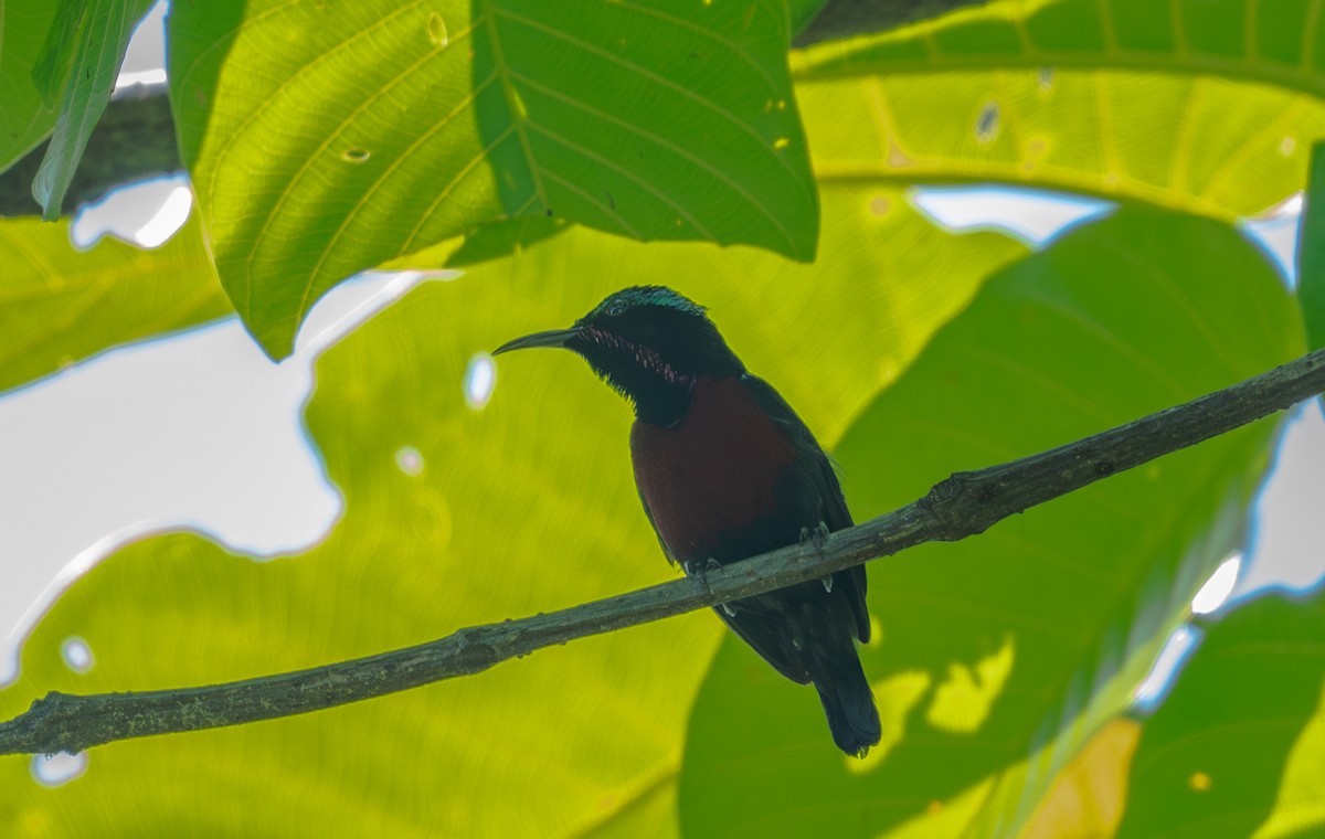 Van Hasselt's Sunbird - ML644728065