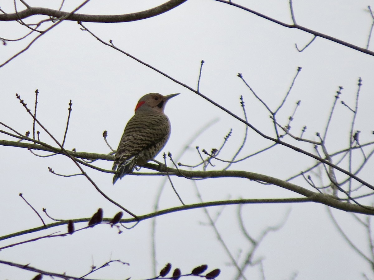 Northern Flicker - ML644728068