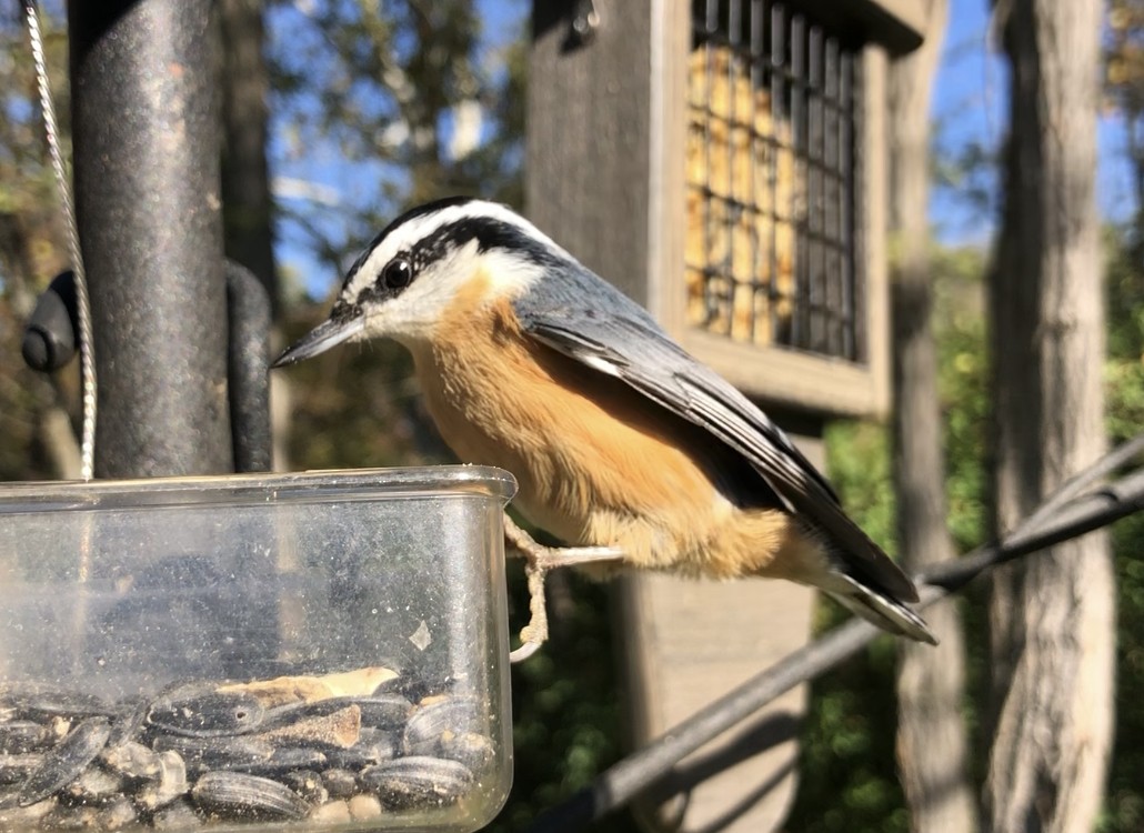 brhlík americký - ML644728069