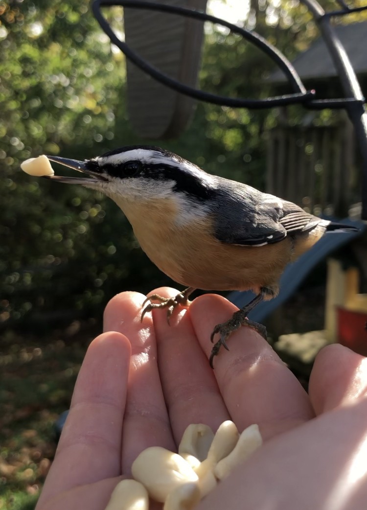 brhlík americký - ML644728072