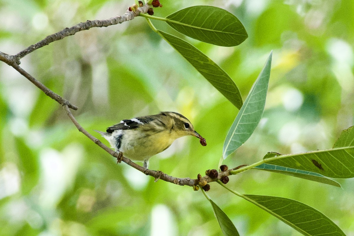 Fichtenwaldsänger - ML644728073