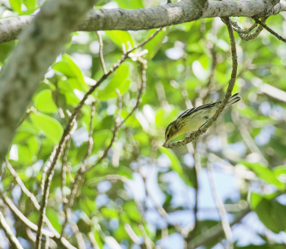 Fichtenwaldsänger - ML644728074