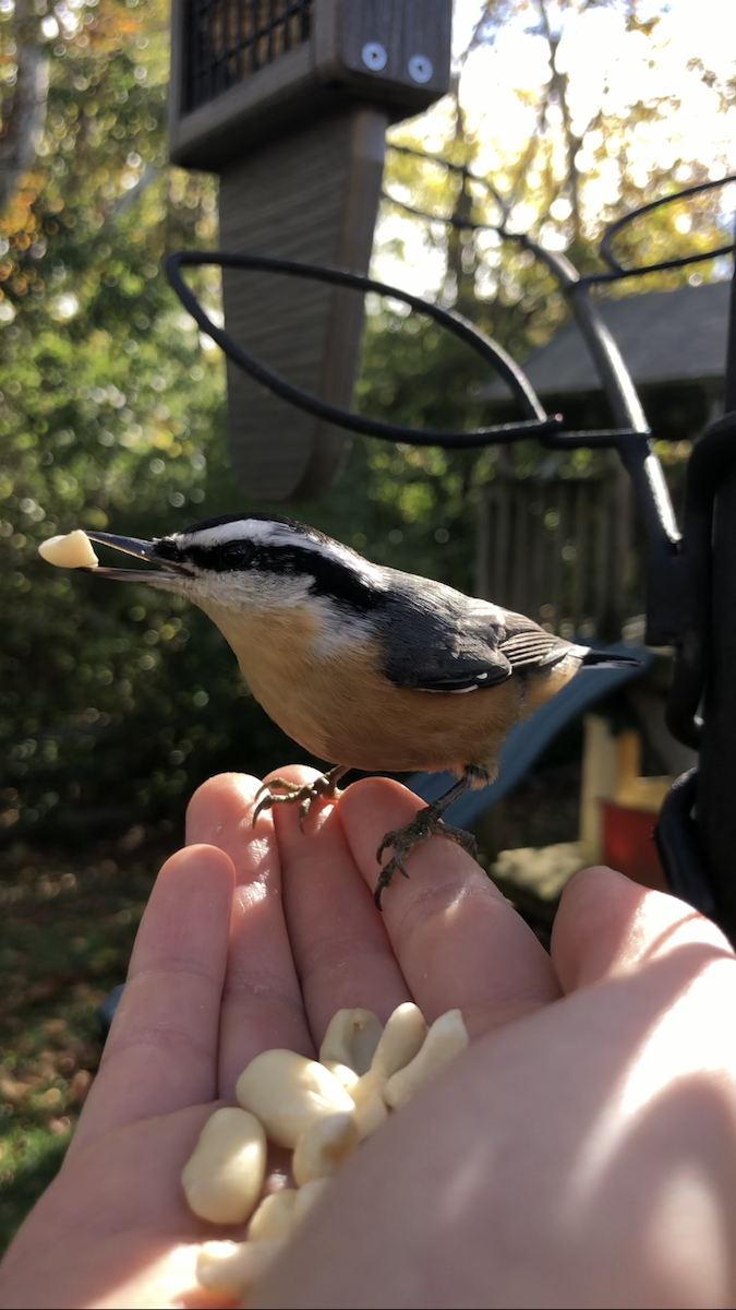 brhlík americký - ML644728075