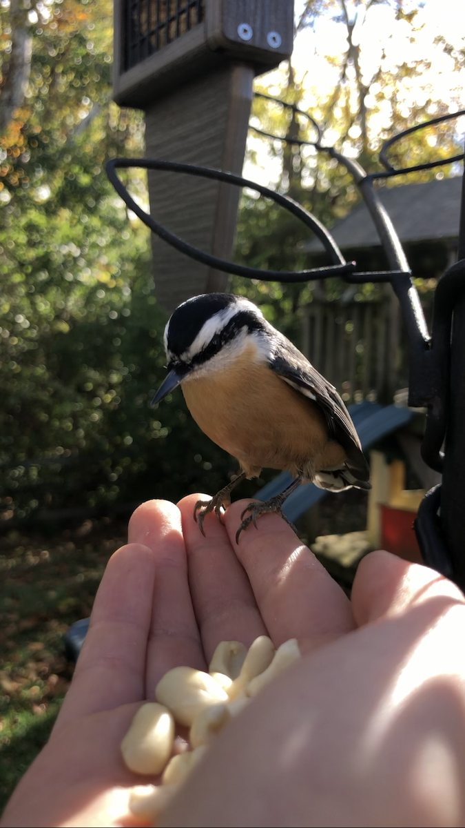 brhlík americký - ML644728076