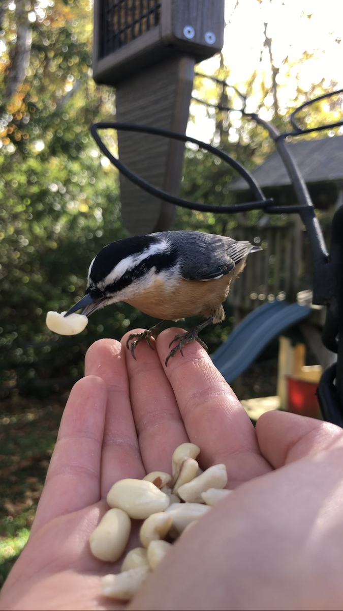 brhlík americký - ML644728078