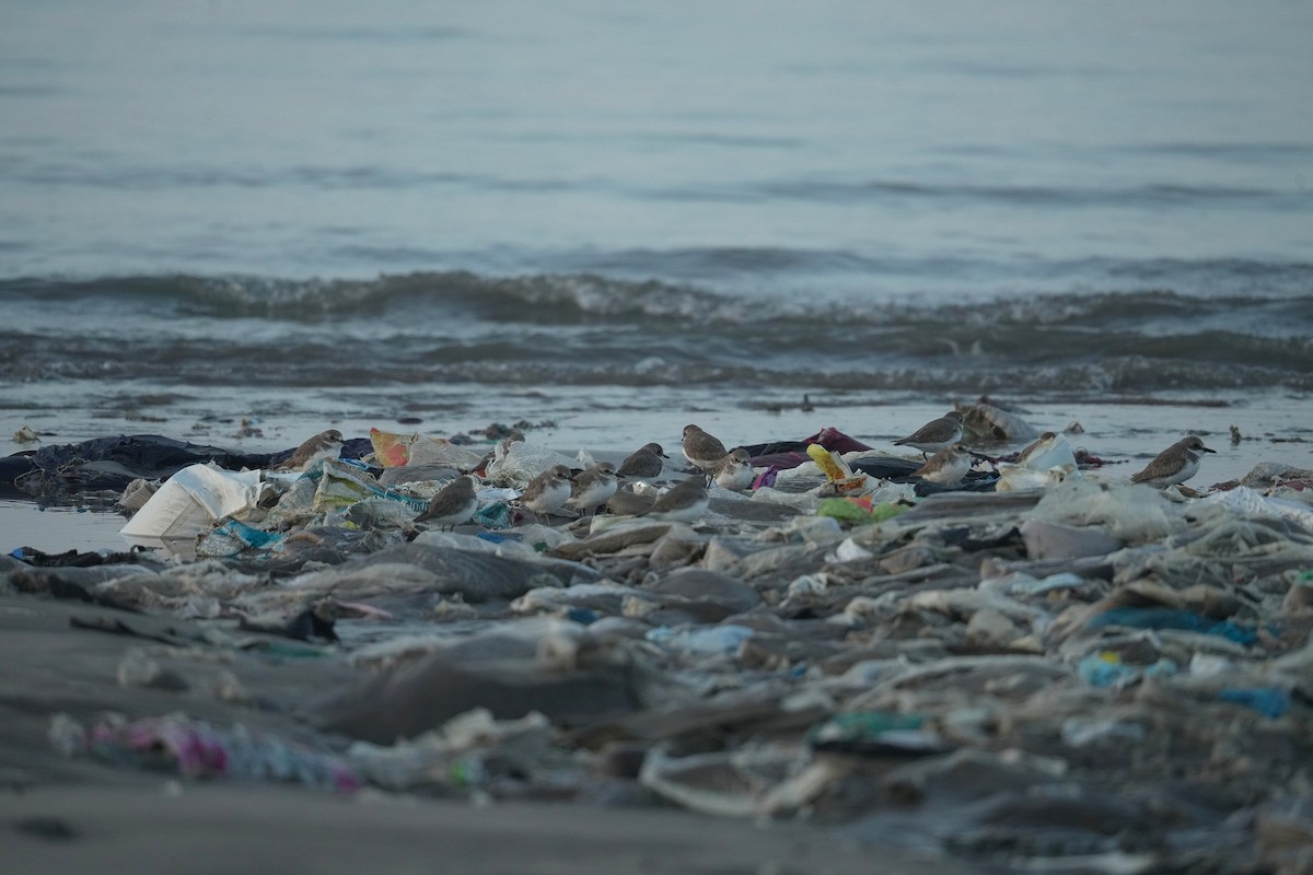 Chorlitejo Tibetano - ML644728081