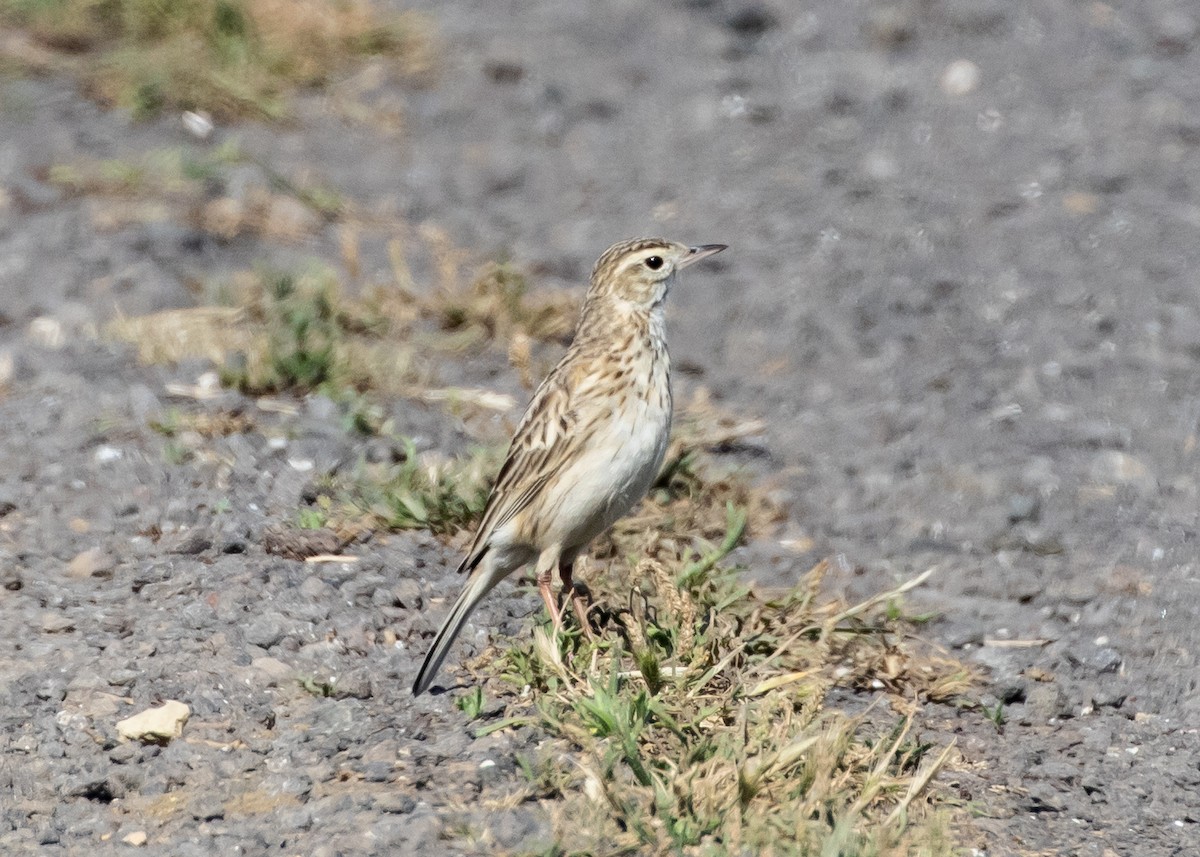 Australian Pipit - ML644728083