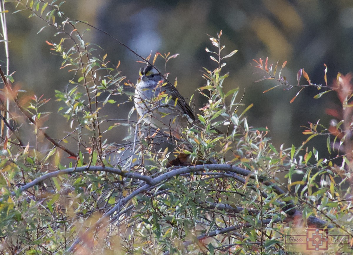 hvitstrupespurv - ML644728084