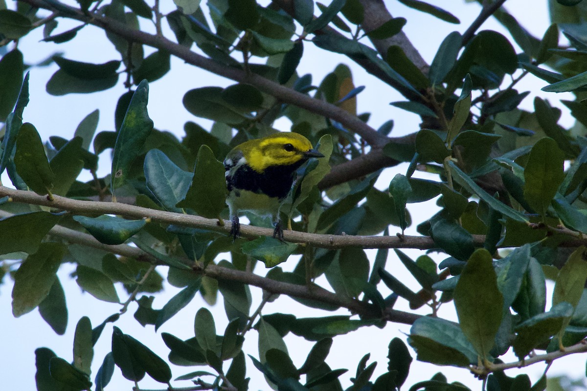 Black-throated Green Warbler - ML644728087