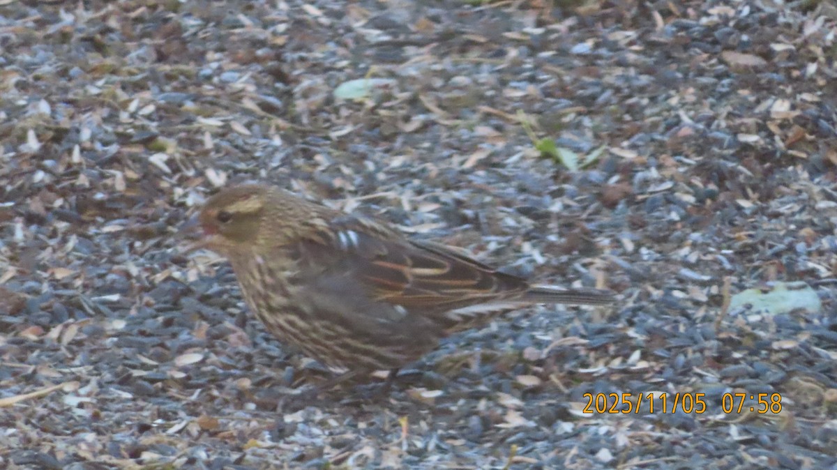 Red-winged Blackbird - ML644728089