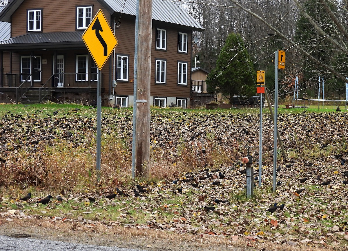 Пурпурный гракл - ML644728097