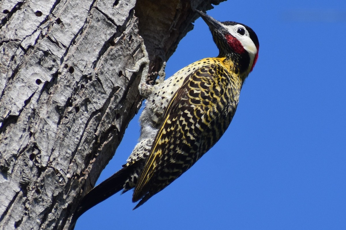 Green-barred Woodpecker - ML644728100