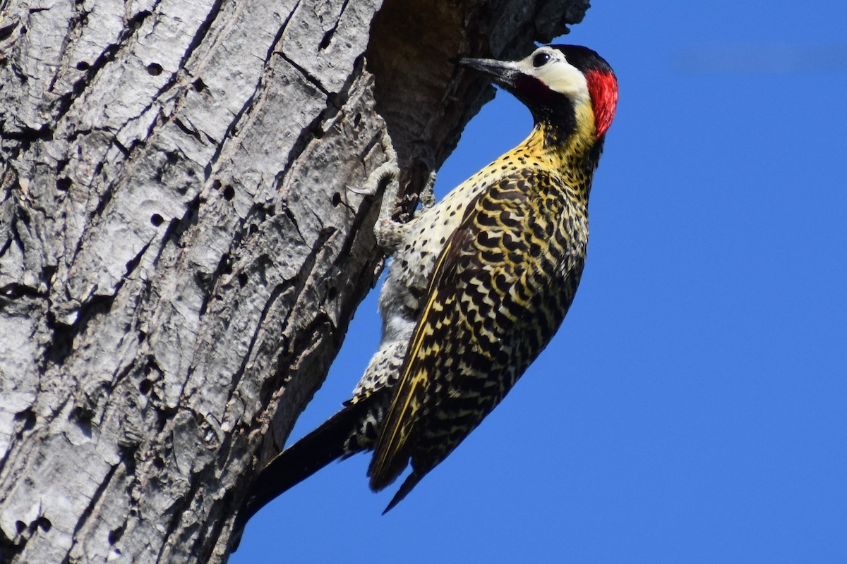 Green-barred Woodpecker - ML644728101