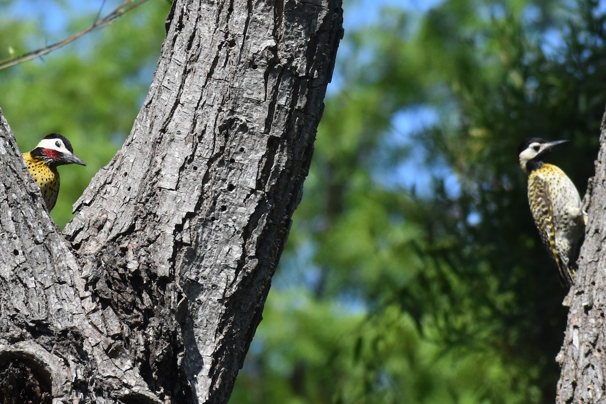 Green-barred Woodpecker - ML644728102