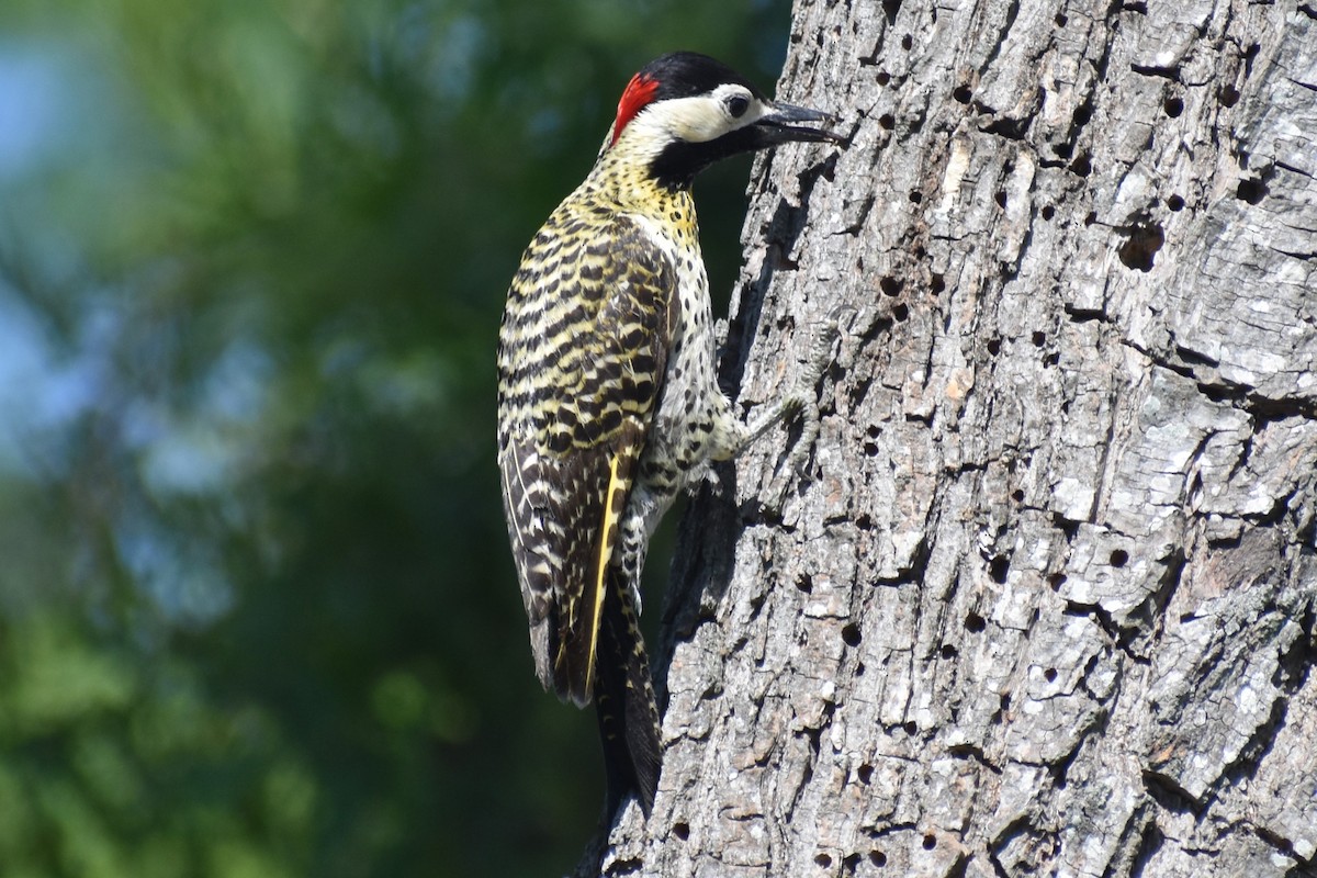 Green-barred Woodpecker - ML644728103