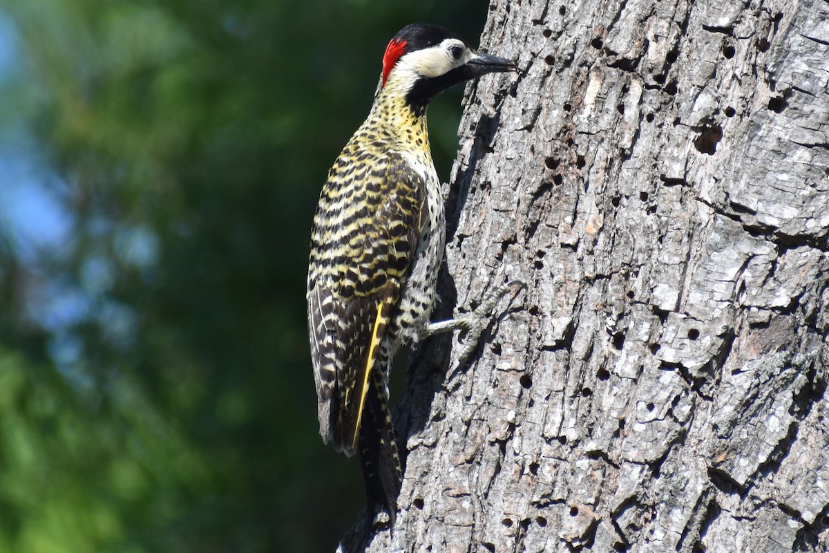 Green-barred Woodpecker - ML644728104