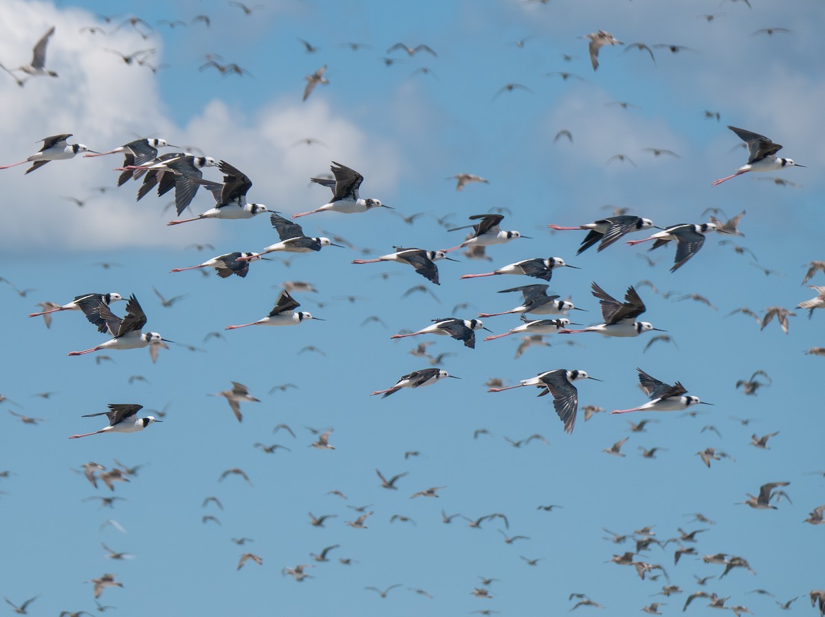 Pied Stilt - ML644728105