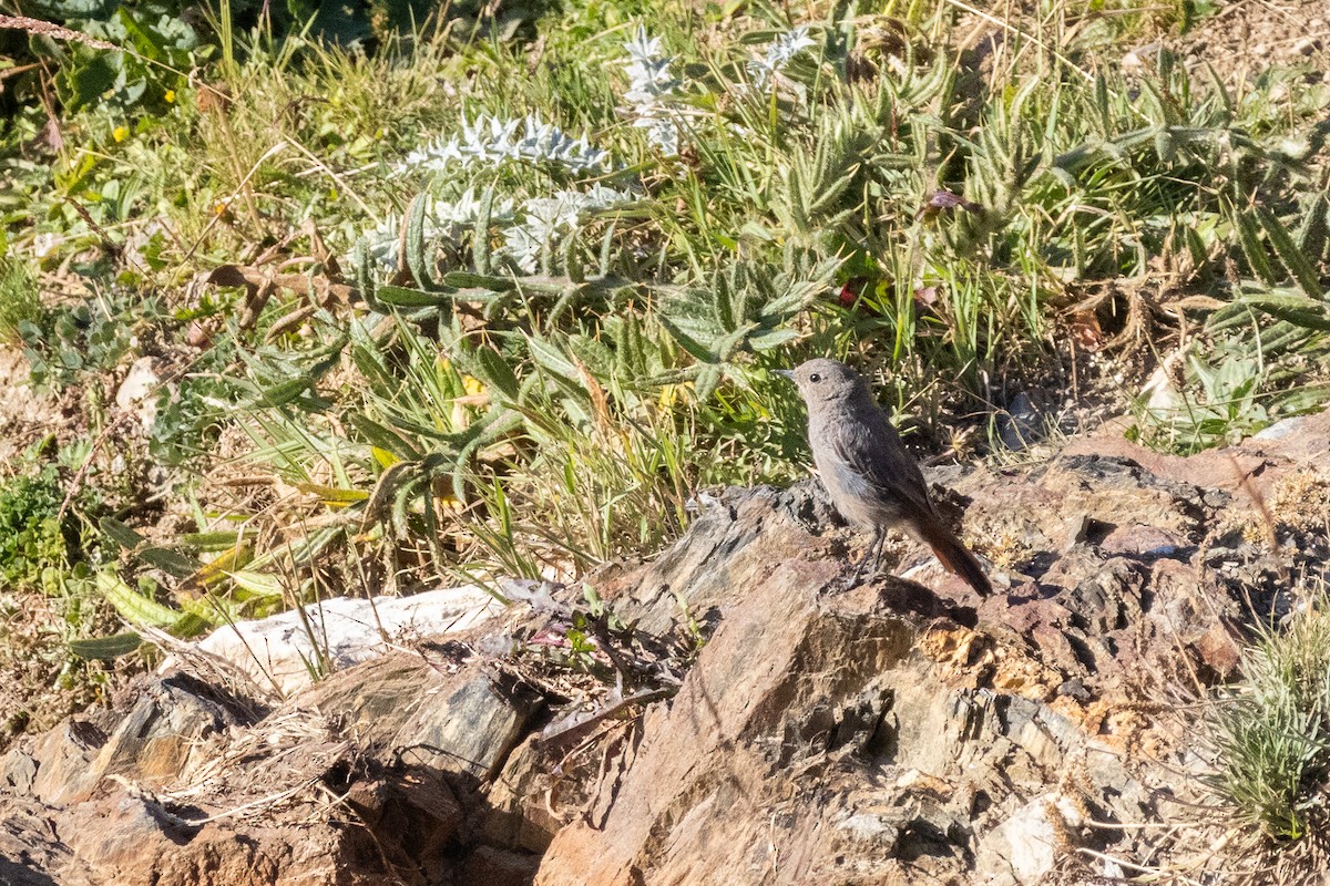 Black Redstart - ML644728106