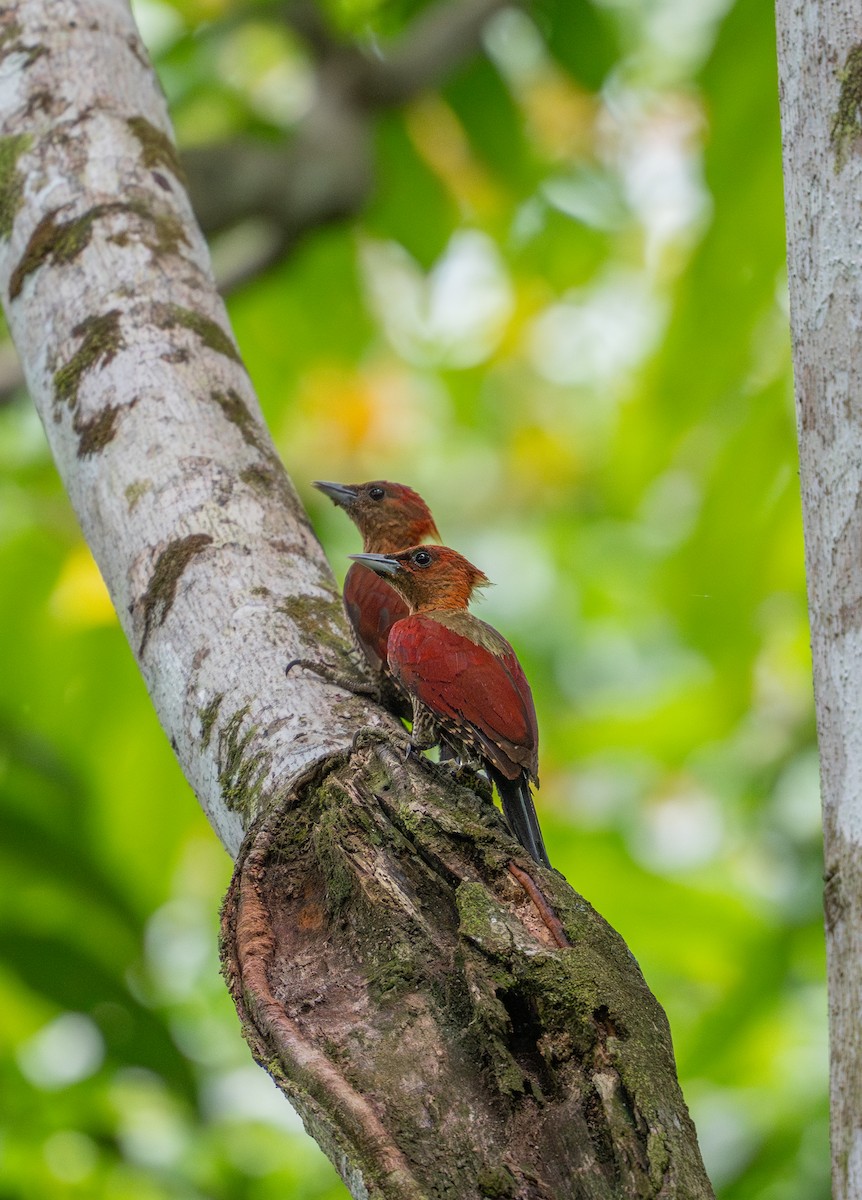 Banded Woodpecker - ML644728107