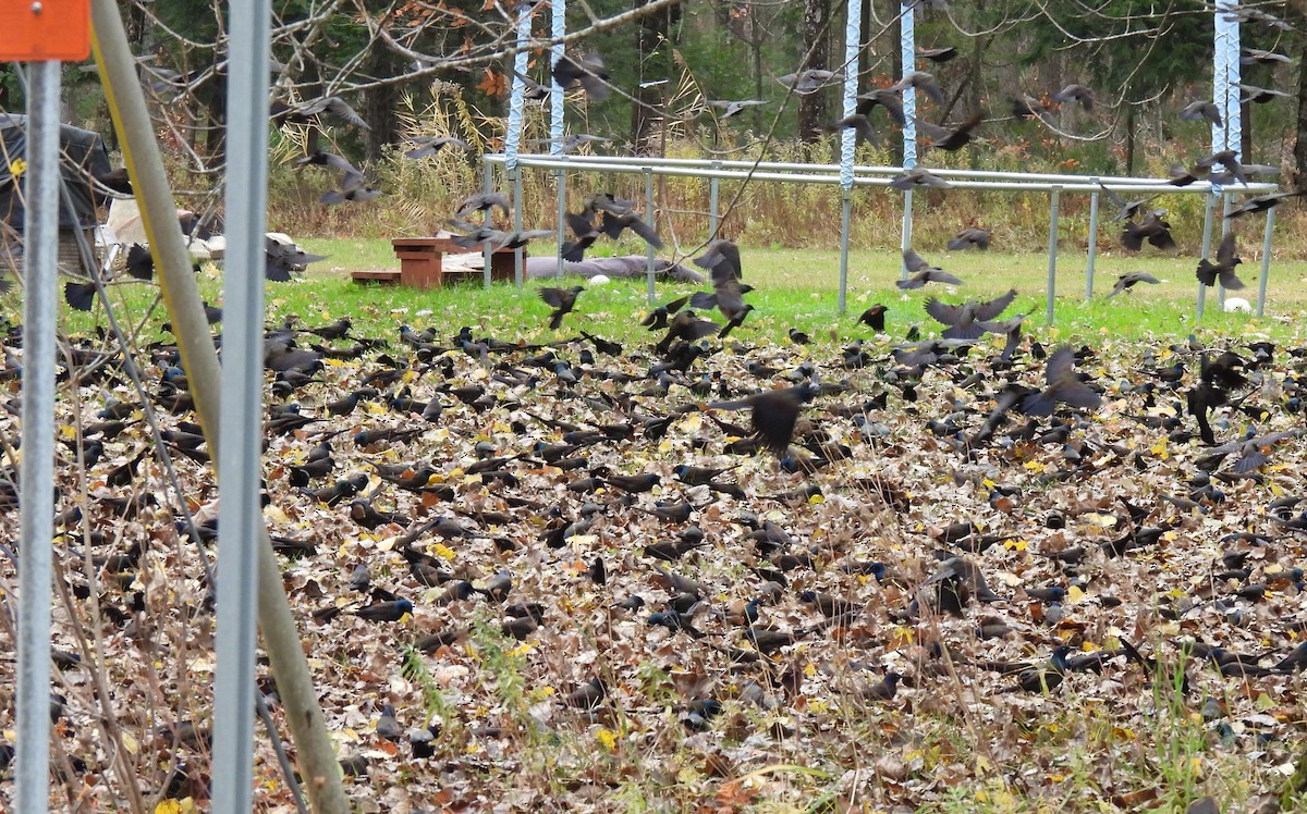 Пурпурный гракл - ML644728108