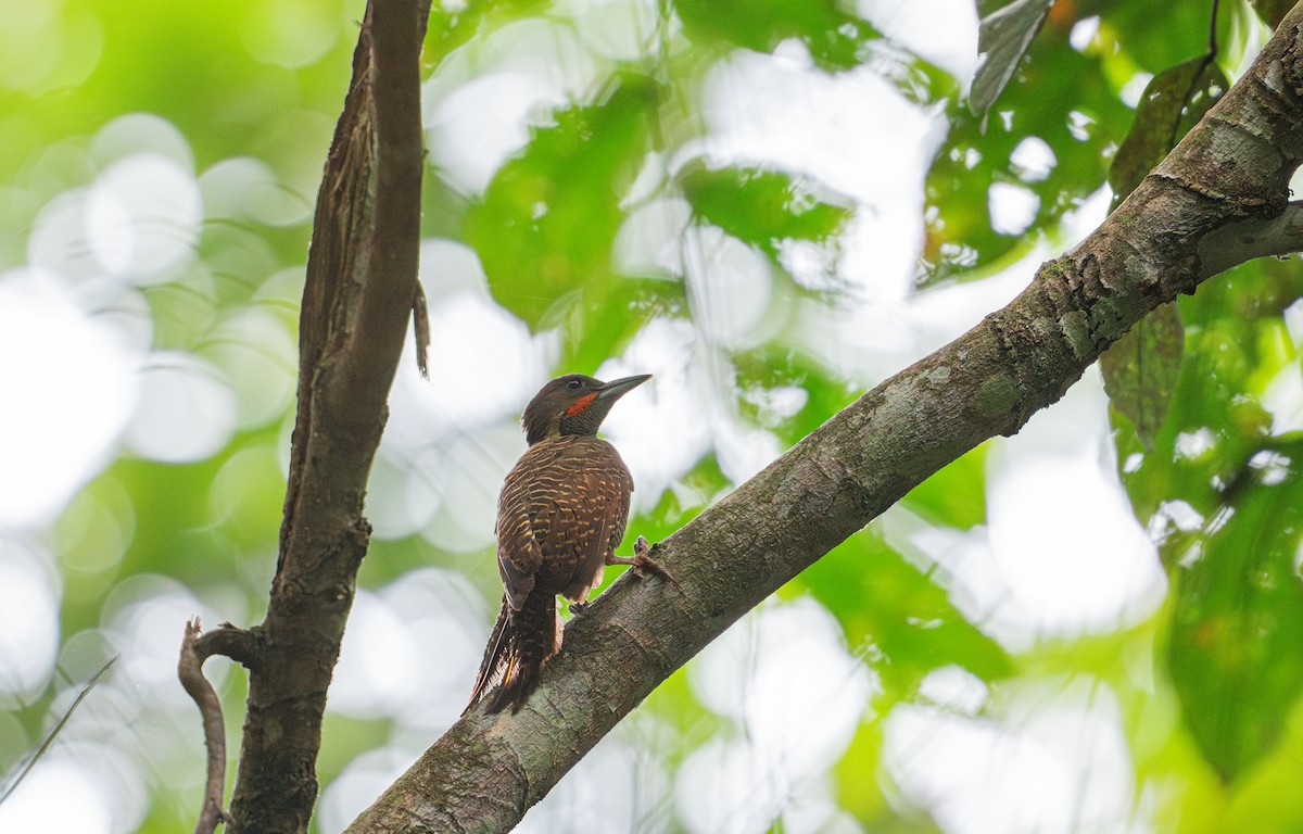 Buff-necked Woodpecker - ML644728116