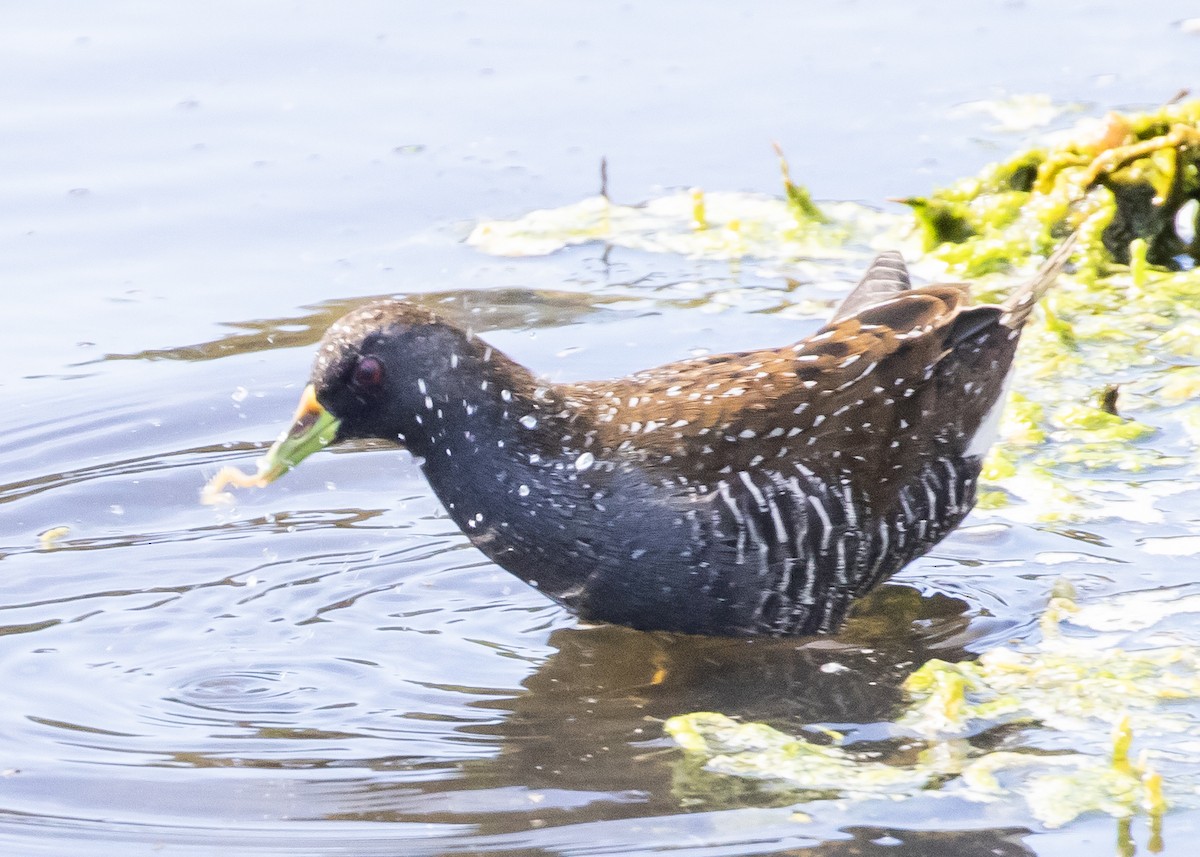 Australian Crake - ML644728117