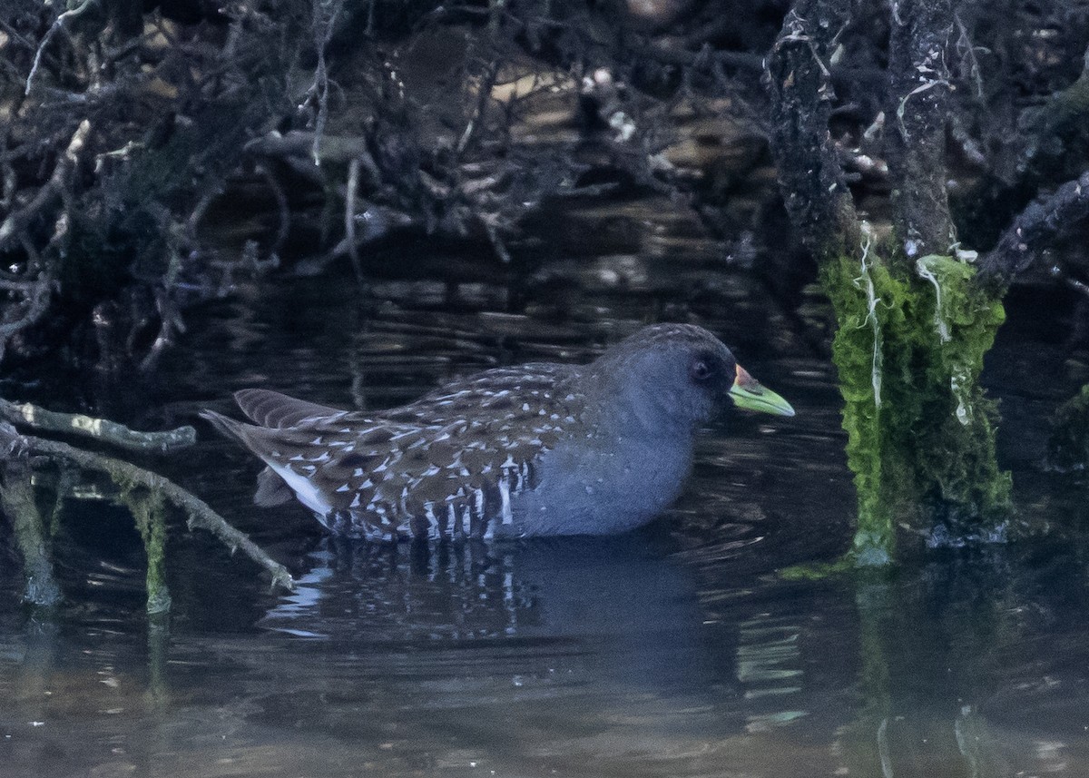 Australian Crake - ML644728118