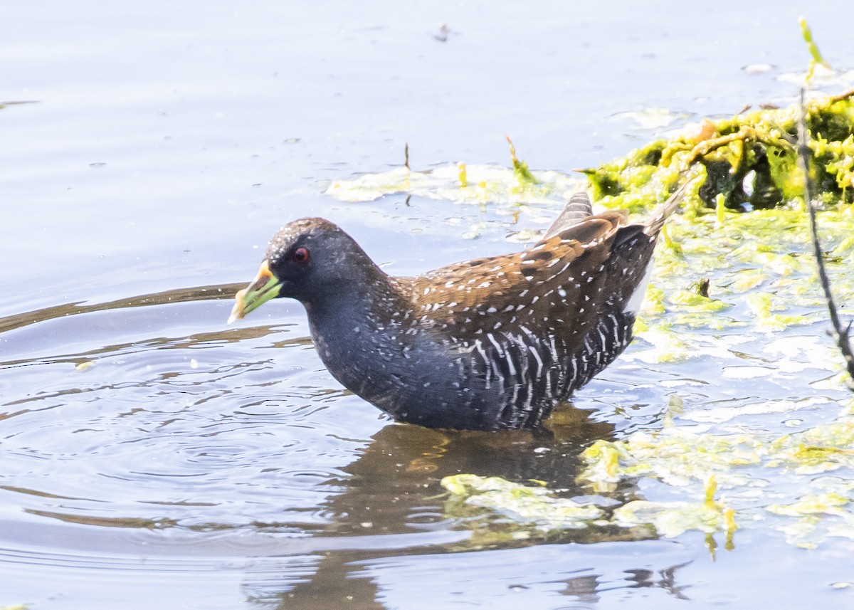 Australian Crake - ML644728119