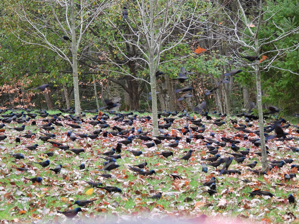 Пурпурный гракл - ML644728120